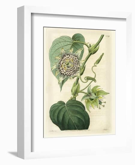 Antique Passionflower I-M. Hart-Framed Premium Giclee Print