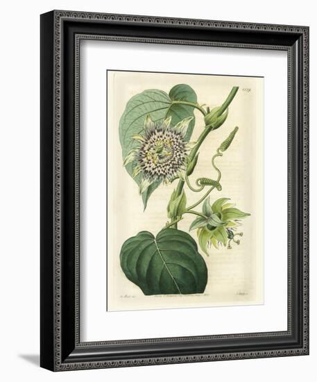 Antique Passionflower I-M. Hart-Framed Premium Giclee Print