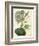 Antique Passionflower I-M. Hart-Framed Art Print