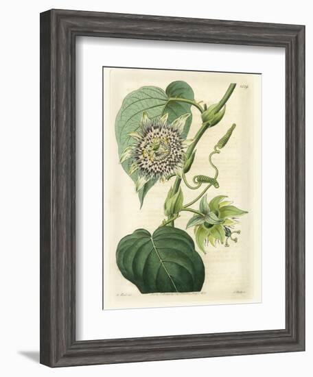 Antique Passionflower I-M. Hart-Framed Art Print