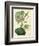 Antique Passionflower I-M. Hart-Framed Art Print