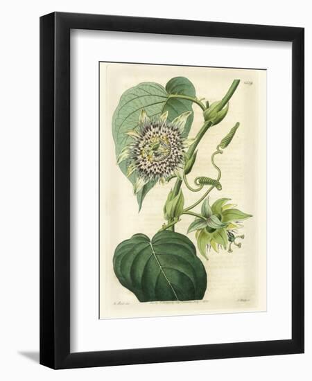 Antique Passionflower I-M. Hart-Framed Art Print