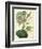 Antique Passionflower I-M. Hart-Framed Art Print