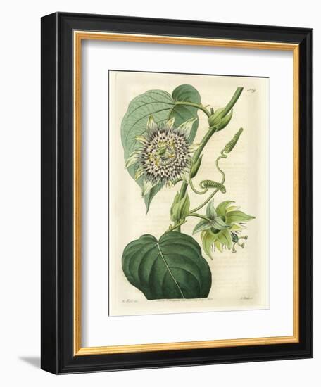 Antique Passionflower I-M. Hart-Framed Art Print