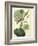 Antique Passionflower I-M. Hart-Framed Art Print