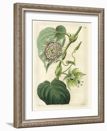 Antique Passionflower I-M. Hart-Framed Art Print