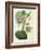 Antique Passionflower I-M. Hart-Framed Art Print