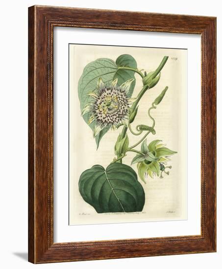 Antique Passionflower I-M. Hart-Framed Art Print