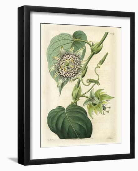 Antique Passionflower I-M. Hart-Framed Art Print