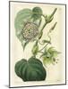 Antique Passionflower I-M. Hart-Mounted Art Print