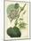 Antique Passionflower I-M. Hart-Mounted Art Print