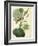 Antique Passionflower I-M. Hart-Framed Art Print