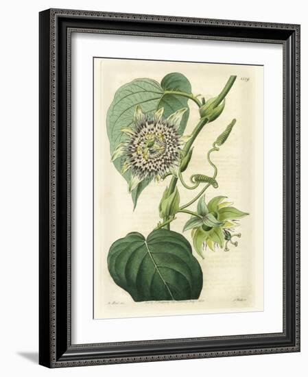 Antique Passionflower I-M. Hart-Framed Art Print