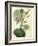 Antique Passionflower I-M. Hart-Framed Art Print