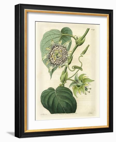 Antique Passionflower I-M. Hart-Framed Art Print