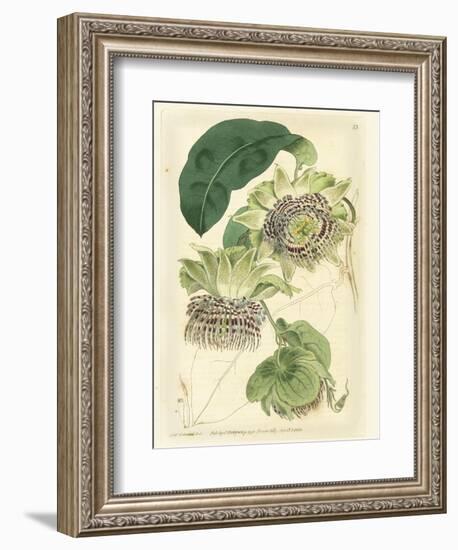 Antique Passionflower II-M. Hart-Framed Art Print