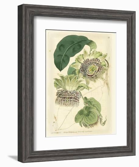 Antique Passionflower II-M. Hart-Framed Art Print