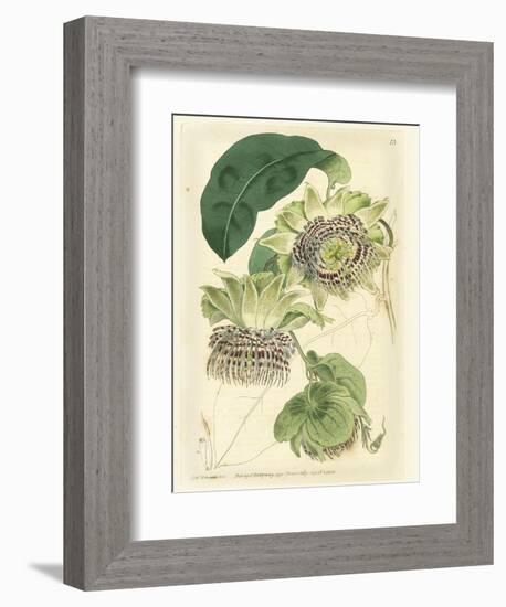Antique Passionflower II-M. Hart-Framed Art Print