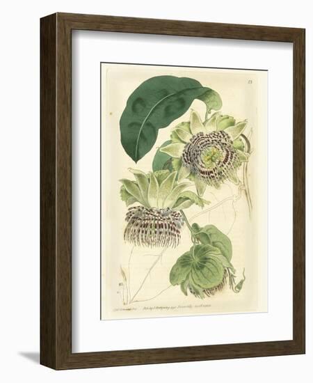 Antique Passionflower II-M. Hart-Framed Art Print