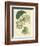 Antique Passionflower II-M. Hart-Framed Art Print