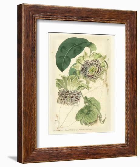 Antique Passionflower II-M. Hart-Framed Art Print