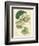 Antique Passionflower II-M. Hart-Framed Art Print