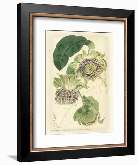 Antique Passionflower II-M. Hart-Framed Art Print