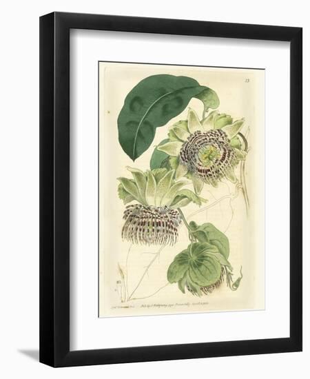 Antique Passionflower II-M. Hart-Framed Art Print