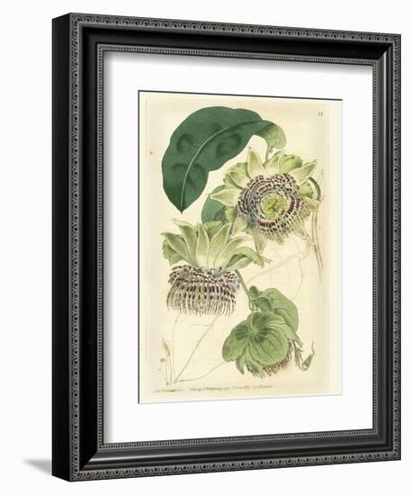 Antique Passionflower II-M. Hart-Framed Art Print