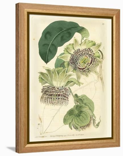 Antique Passionflower II-M. Hart-Framed Stretched Canvas