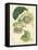 Antique Passionflower II-M. Hart-Framed Stretched Canvas