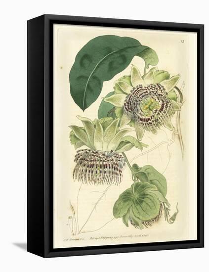 Antique Passionflower II-M. Hart-Framed Stretched Canvas