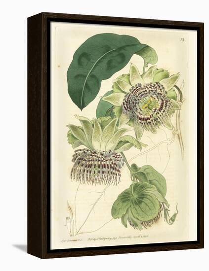 Antique Passionflower II-M. Hart-Framed Stretched Canvas