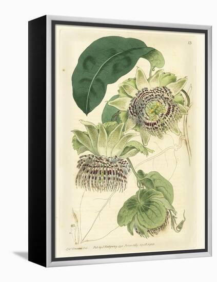 Antique Passionflower II-M. Hart-Framed Stretched Canvas