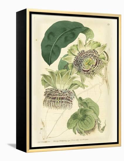 Antique Passionflower II-M. Hart-Framed Stretched Canvas