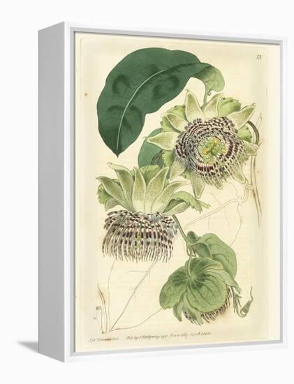 Antique Passionflower II-M. Hart-Framed Stretched Canvas