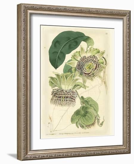 Antique Passionflower II-M. Hart-Framed Art Print