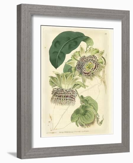 Antique Passionflower II-M. Hart-Framed Art Print