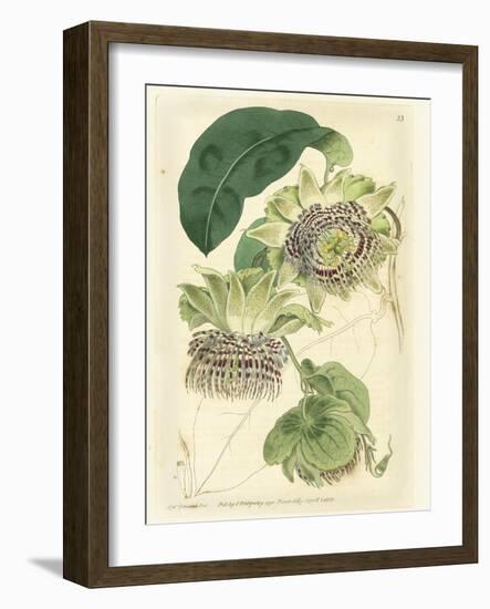 Antique Passionflower II-M. Hart-Framed Art Print