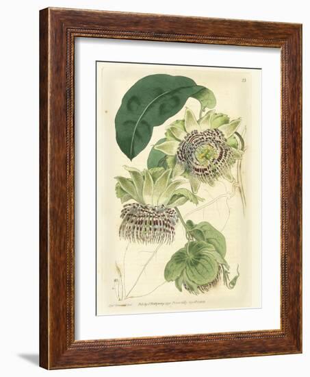 Antique Passionflower II-M. Hart-Framed Art Print