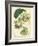 Antique Passionflower II-M. Hart-Framed Art Print