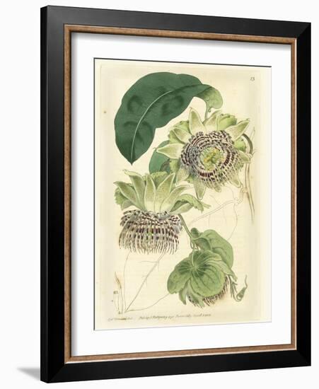 Antique Passionflower II-M. Hart-Framed Art Print