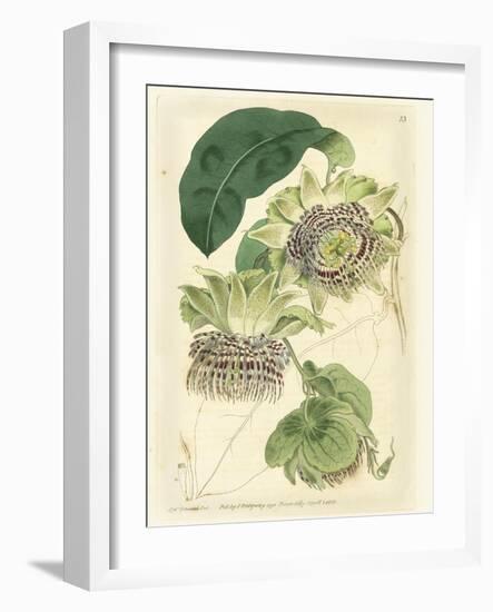 Antique Passionflower II-M. Hart-Framed Art Print