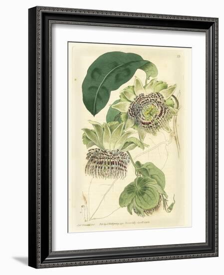 Antique Passionflower II-M. Hart-Framed Art Print