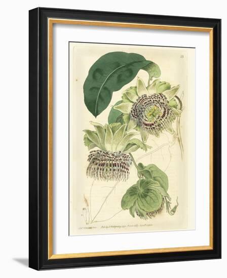 Antique Passionflower II-M. Hart-Framed Art Print