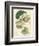 Antique Passionflower II-M. Hart-Framed Premium Giclee Print