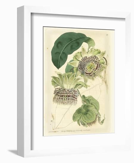 Antique Passionflower II-M. Hart-Framed Premium Giclee Print