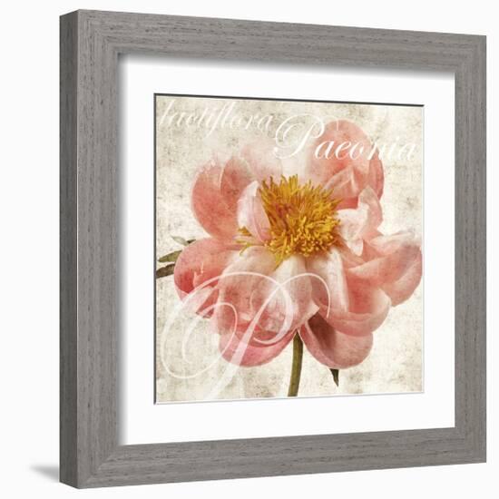 Antique Peony I-Christine Zalewski-Framed Art Print