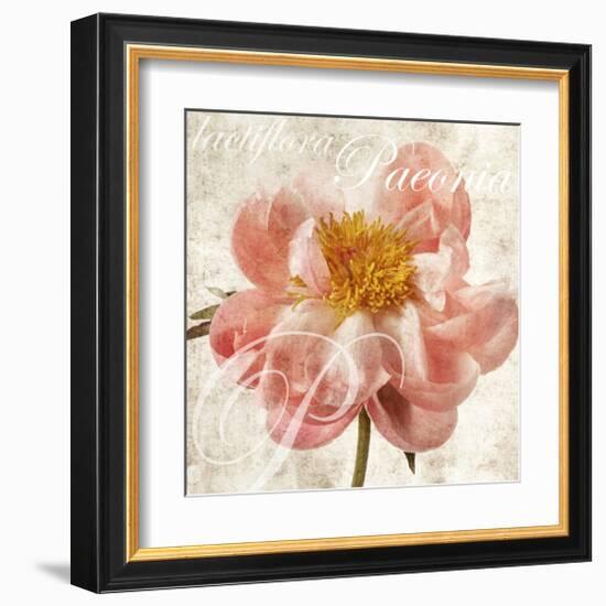 Antique Peony I-Christine Zalewski-Framed Art Print