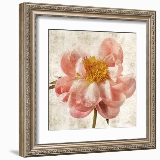 Antique Peony II-Christine Zalewski-Framed Art Print